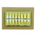 Eisco Model Human Teeth Set of 16 AM0051